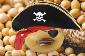 Operação Hórus já apreendeu 20 toneladas de sementes piratas