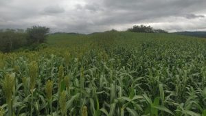 Sorgo é alternativa para silagem
