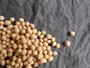 Exportações de soja devem ser 20% menores em maio