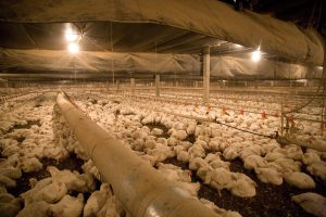 Tarifa Rural Noturna continua ou acaba? Descubra