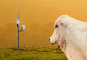 Tecnologia monitora o gado em tempo real por GPS