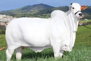 A vaca de milhões: metade de fêmea é vendida por quase R$ 4 mi