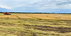 Colheita de arroz chega em 91,33% no RS