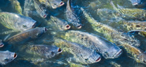Produtores de peixes ainda enfrentam muitos desafios