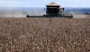 Área plantada no Mato Grosso do Sul deve aumentar 85% até 2025
