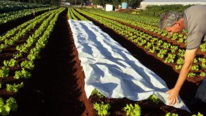 Com previsão de geada, saiba como proteger as hortaliças