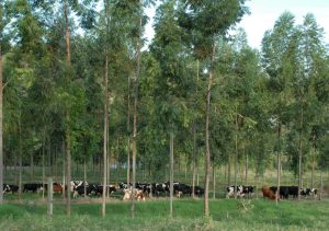 Reduzir emissões de carbono na agropecuária é foco do Paraná