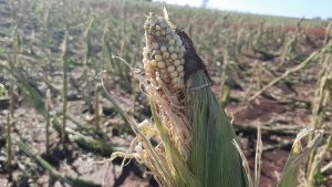 Alerta: bactérias podem atacar lavouras afetadas por tempestade