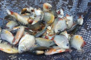 2 milhões de peixes nativos são inseridos no Paraná