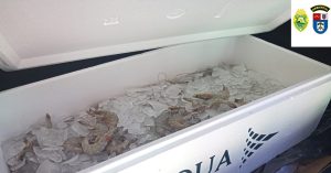 Empresa é multada por vender camarões de pesca ilegal