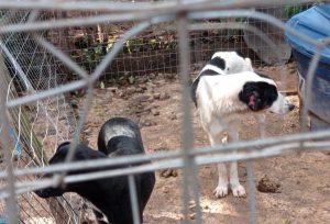 Polícia resgata cães que sofriam maus-tratos no PR