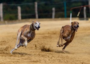 Governador sanciona lei que proíbe corrida de cães no Paraná