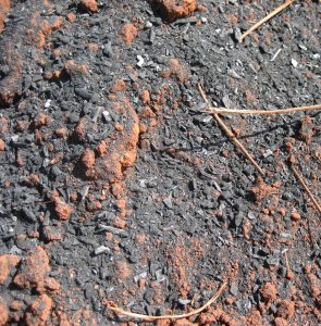 Saiba como o biocarvão pode reduzir dependência de fertilizantes
