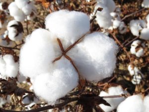 Algodão: Zoneamento Agrícola para cultivo é publicado