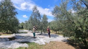 Produção de azeite bate recorde no Rio Grande do Sul