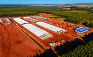 C.Vale investe para ampliar produção de leitões
