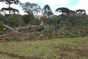 IAT identifica 336 hectares de desmatamento e multas somam R$ 2,33 milhões