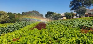 Agricultura Urbana terá novas unidades em Cascavel