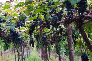 Incentivos ao agricultor impulsionam produção de uva no PR