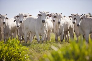 Para ampliar zonas livres de febre aftosa, mais estados terão vacinação suspensa