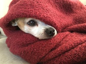 Como identificar se o cão está passando frio