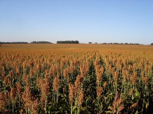 Mapa publica Zoneamento Agrícola do sorgo forrageiro e granífero