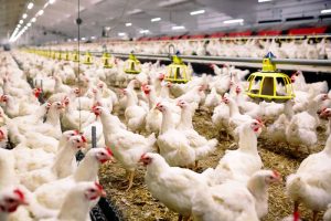 Brasil deve produzir 88 milhões de toneladas de ração em 2022