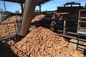 Mandioca produzida no Paraná está cada vez mais valorizada
