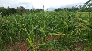Granizo e ventos fortes destroem lavouras no Paraguai