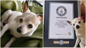 Conheça a cachorrinha mais velha do mundo