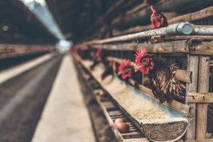 Saiba o segredo para alta produtividade na recria de aves de postura
