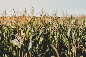 Limite para enquadramento no Proagro cai para R$ 200 mil