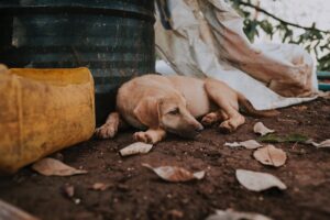 Maus-tratos aos animais: Projeto de Lei é aprovado no PR