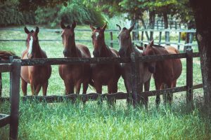 Cavalos: como garantir a saúde animal e financeira?