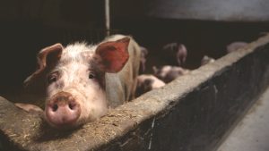 Conheça a experiência que diminui custos na suinocultura