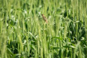 Trigo já chegou aos 61% de área prevista plantada