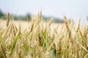 Safra de trigo está 43% plantada no Paraná