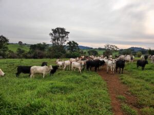Gado roubado em assalto é recuperado após mensagens em grupos com a PM