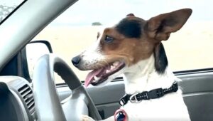 Cadela aprende a dirigir para pastorear ovelhas