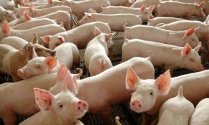 Crise na suinocultura afeta cadeia produtiva e gera preocupação