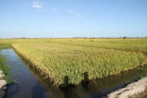 Estudo define períodos para cultivo do arroz irrigado