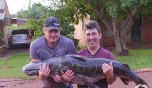 Pescadores fisgam peixe com mais de 40 kg no Paraná