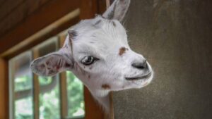 Minicabras fazem sucesso como animais de estimação