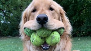 Conheça o cachorro que entrou no livro dos recordes por um fato inusitado