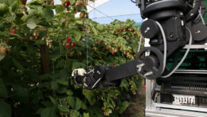 Safra com robôs? Conheça a máquina que faz a colheita de frutas