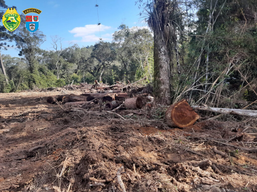 Desmatamento flagrado em Piên e Rio Negro - Foto Polícia Ambiental 