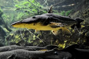 Pesca do peixe pintado está proibida no Brasil