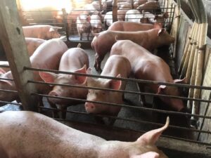 Alto custo de produção ameaça suinocultura