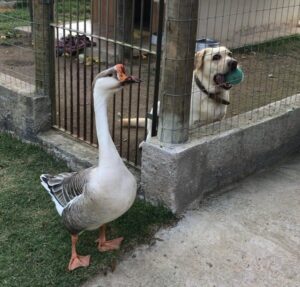 Vídeo: cachorro cego e ganso fazem amizade em sítio