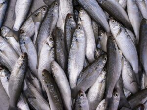Secretaria da aquicultura analisa pedidos para pesca de tainha